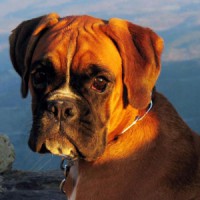 /album/loja-de-animais-/caes-boxer-p-jpg/