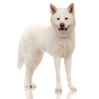 /album/loja-de-animais-/big-170-jpg/