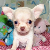 /album/loja-de-animais-/cachorro-chihuahua-p-jpg/