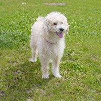 /album/loja-de-animais-/caes-caniche-p-jpg/