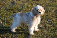 /album/loja-de-animais-/cocker-americano-jpg/